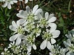 Minoan Dantel, Beyaz Dantel Çiçek