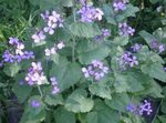 Have Blomster Penge Plante, Ærlighed, Bolbonac, Moonwort, Sølv Dollar, Lunaria lilla Foto, beskrivelse og dyrkning, voksende og egenskaber