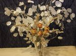 Ogrodowe Kwiaty Roczny Uczciwość (Lunaria) biały zdjęcie, opis i uprawa, hodowla i charakterystyka