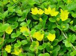 Hage blomster Moneywort, Snikende Jenny, Lysimachia nummularia gul Bilde, beskrivelse og dyrking, voksende og kjennetegn