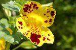 galben  Floare Maimuta caracteristici și fotografie