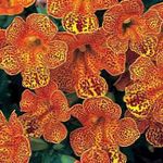 помаранчевий Квітка Губастик Гібридний (Мімулюс) характеристика і Фото