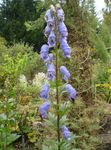 Garden Flowers Monkshood, Aconitum light blue Photo, description and cultivation, growing and characteristics