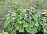 lilac Flower Monkshood characteristics and Photo