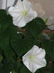 Moonflower, Vite Luna, Gigante Moonflower Bianco