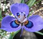 庭の花 Moraea ライトブルー フォト, 説明 と 栽培, 成長 と 特性