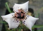 I fiori da giardino Moraea bianco foto, descrizione e la lavorazione, la coltivazione e caratteristiche