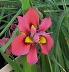 Tuin Bloemen Moraea rood foto, beschrijving en teelt, groeiend en karakteristieken