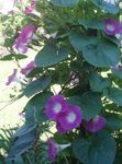 Sodo Gėlės Morning Glory, Mėlyna Gėlė Aušros, Ipomoea rožinis Nuotrauka, aprašymas ir auginimas, augantis ir charakteristikos