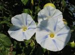Sodo Gėlės Morning Glory, Mėlyna Gėlė Aušros, Ipomoea baltas Nuotrauka, aprašymas ir auginimas, augantis ir charakteristikos