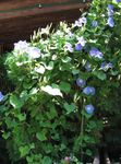 Bahçe Çiçekleri Morning Glory, Mavi Şafak Çiçek, Ipomoea açık mavi fotoğraf, tanım ve yetiştirme, büyüyen ve özellikleri