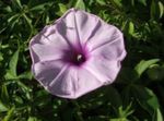 leylak çiçek Morning Glory, Mavi Şafak Çiçek özellikleri ve fotoğraf