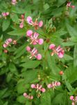 庭の花 蚊の花, Lopezia racemosa ピンク フォト, 説明 と 栽培, 成長 と 特性