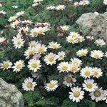 Mount Atlas Daisy, Mt. Atlas Daisy, Pellitory, Hispaania Kummel