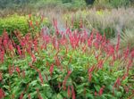 Aias Lilli Mägi Fliis, Polygonum amplexicaule, Persicaria amplexicaulis punane Foto, kirjeldus ja kultiveerimine, kasvav ja omadused