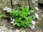 Mouse-Ear Gypsophila