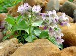 Have Blomster Mus-Ear Gypsophila, Gypsophila cerastioides. lilla Foto, beskrivelse og dyrkning, voksende og egenskaber