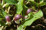 Gradina Flori Plantă Mouse, Plante Șoricel, Arisarum proboscideum burgundia fotografie, descriere și cultivare, în creștere și caracteristici
