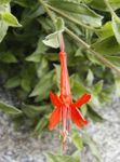 ბაღის ყვავილები Narrowleaf California Fuchsia, Hoary Fuchsia, კოლიბრის საყვირის, Zauschneria ფორთოხალი სურათი, აღწერა და გაშენების, იზრდება და მახასიათებლები