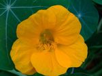 Zahradní květiny Lichořeřišnice, Tropaeolum žlutý fotografie, popis a kultivace, pěstování a charakteristiky