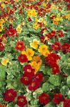 Ogrodowe Kwiaty Nasturcja, Tropaeolum czerwony zdjęcie, opis i uprawa, hodowla i charakterystyka