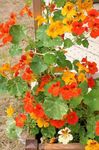 Zahradní květiny Lichořeřišnice, Tropaeolum oranžový fotografie, popis a kultivace, pěstování a charakteristiky