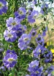 Vrtno Cvetje Kapucinka, Tropaeolum svetlo modra fotografija, opis in gojenje, rast in značilnosti