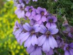 Vrtno Cvetje Kapucinka, Tropaeolum lila fotografija, opis in gojenje, rast in značilnosti