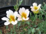 Zahradní květiny Lichořeřišnice, Tropaeolum bílá fotografie, popis a kultivace, pěstování a charakteristiky