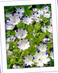 ბაღის ყვავილები Nemophila, ბავშვის ლურჯი თვალები თეთრი სურათი, აღწერა და გაშენების, იზრდება და მახასიათებლები