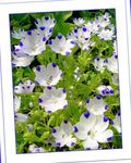 庭の花 ネモフィラ、ベビーブルーの目, Nemophila ホワイト フォト, 説明 と 栽培, 成長 と 特性