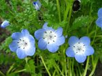 Hage blomster Nemophila, Baby Blue-Eyes lyse blå Bilde, beskrivelse og dyrking, voksende og kjennetegn