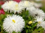 I fiori da giardino New England Aster, Aster novae-angliae bianco foto, descrizione e la lavorazione, la coltivazione e caratteristiche