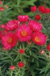 red Flower New England aster characteristics and Photo