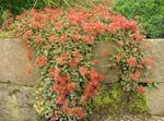 Have Blomster New Zealand Grat, Acaena rød Foto, beskrivelse og dyrkning, voksende og egenskaber