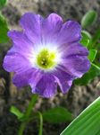 Have Blomster Nolana lilla Foto, beskrivelse og dyrkning, voksende og egenskaber