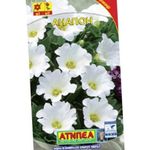 庭の花 Nolana ホワイト フォト, 説明 と 栽培, 成長 と 特性