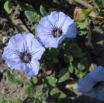 Gartenblumen Nolana hellblau Foto, Beschreibung und Anbau, wächst und Merkmale