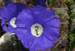 庭の花 Nolana 青 フォト, 説明 と 栽培, 成長 と 特性