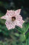 庭の花 Nomocharis ホワイト フォト, 説明 と 栽培, 成長 と 特性