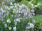 Have Blomster Lydig Plante, Falsk Dragehoved, Physostegia lilla Foto, beskrivelse og dyrkning, voksende og egenskaber
