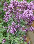 园林花卉 牛至, Origanum 紫丁香 照, 描述 和 养殖, 成长 和 特点