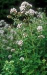 庭の花 オレガノ, Origanum ホワイト フォト, 説明 と 栽培, 成長 と 特性