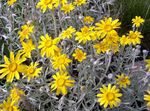 ბაღის ყვავილები Oregon Sunshine, Woolly მზესუმზირის, Woolly Daisy, Eriophyllum ყვითელი სურათი, აღწერა და გაშენების, იზრდება და მახასიათებლები
