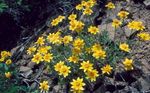 Kerti Virágok Oregon Napsütés, Gyapjas Napraforgó, Gyapjas Őszirózsa, Eriophyllum sárga fénykép, leírás és termesztés, növekvő és jellemzők