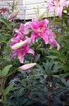Ogrodowe Kwiaty Oriental Lily, Lilium różowy zdjęcie, opis i uprawa, hodowla i charakterystyka