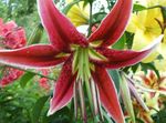 Ogrodowe Kwiaty Oriental Lily, Lilium czerwony zdjęcie, opis i uprawa, hodowla i charakterystyka