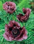 garður blóm Oriental Poppy, Papaver orientale burgundy mynd, lýsing og ræktun, vaxandi og einkenni