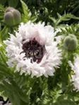 garður blóm Oriental Poppy, Papaver orientale hvítur mynd, lýsing og ræktun, vaxandi og einkenni