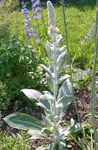 Flores de jardín Gordolobo Ornamental, Verbascum amarillo Foto, descripción y cultivo, cultivación y características